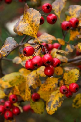 Crataegus laevigata 'Gireoudii' - hloh obecný - plod